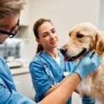 Veterinary Doctors